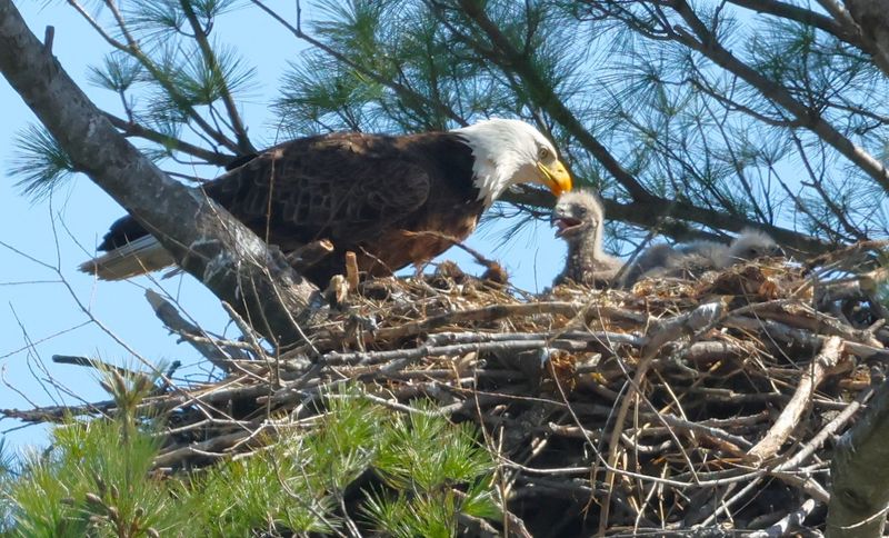 Contributes To Nationwide Bald Eagle Recovery