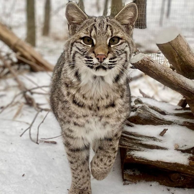 Oklahoma - Bobcat