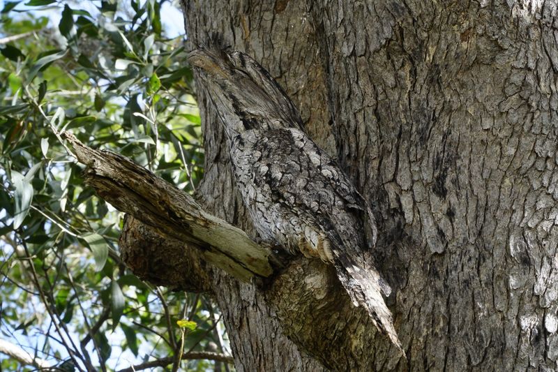 Why Leaf Camouflage Works So Well