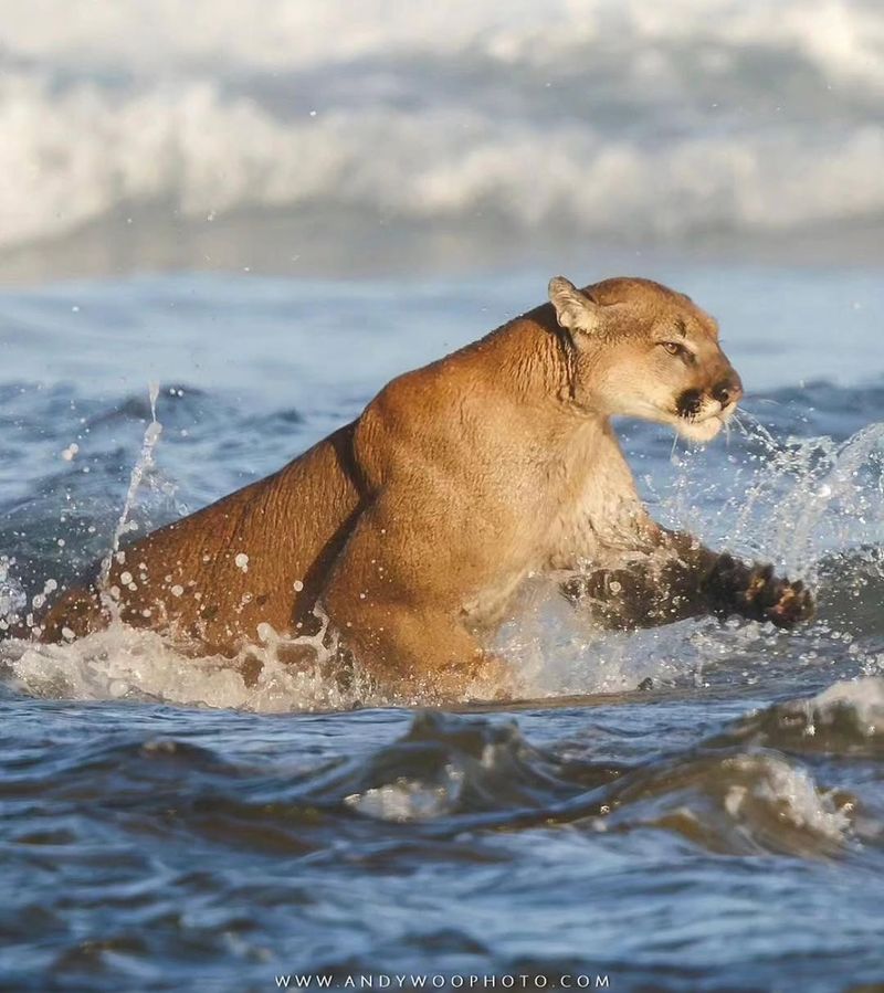 Oregon - Cougar