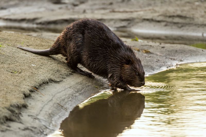 Beavers Dug Deep Spiral Tunnels