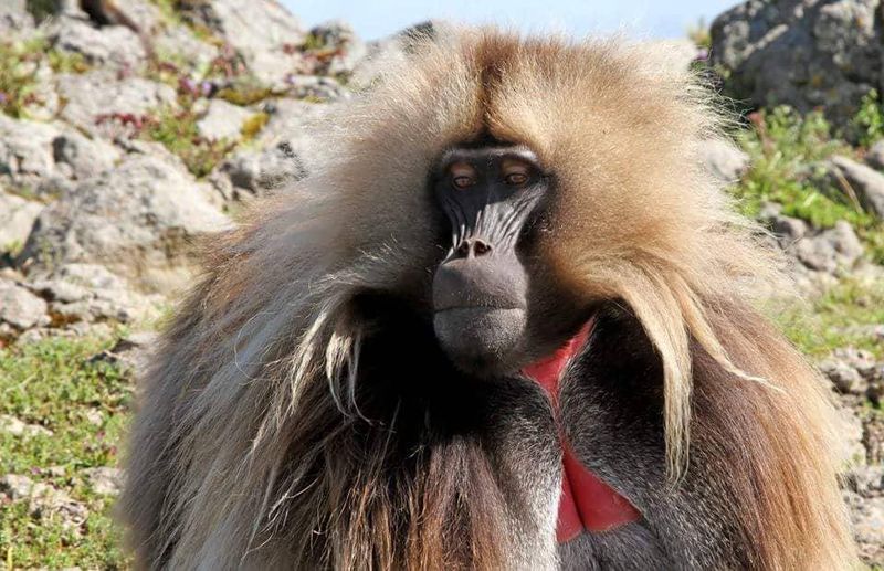 Gelada Monkey: Master Communicators