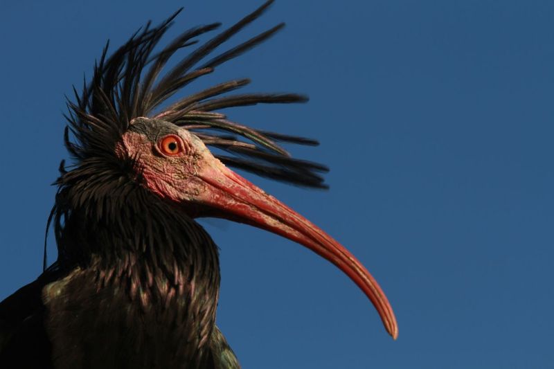 Why The Northern Bald Ibis Vanished Across Europe