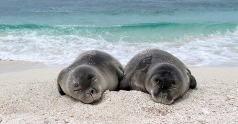 One Of The Rarest Seals On Earth Lives In Hawaii, And It Needs Our Help