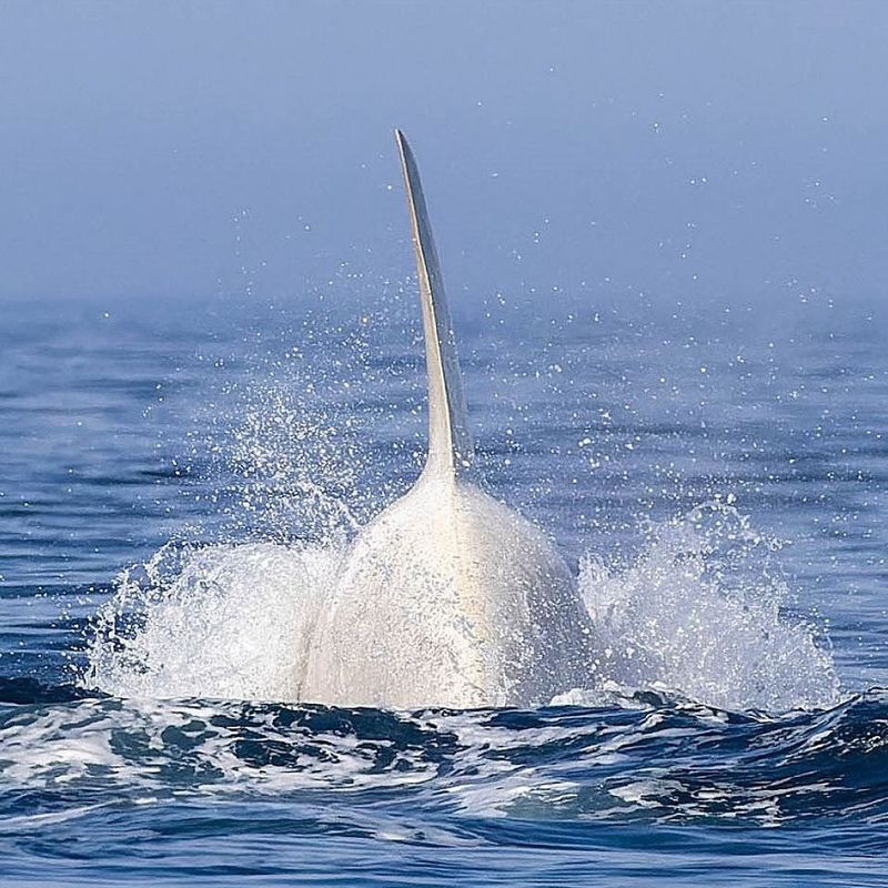 Glowing White Color May Affect Its Health And Camouflage