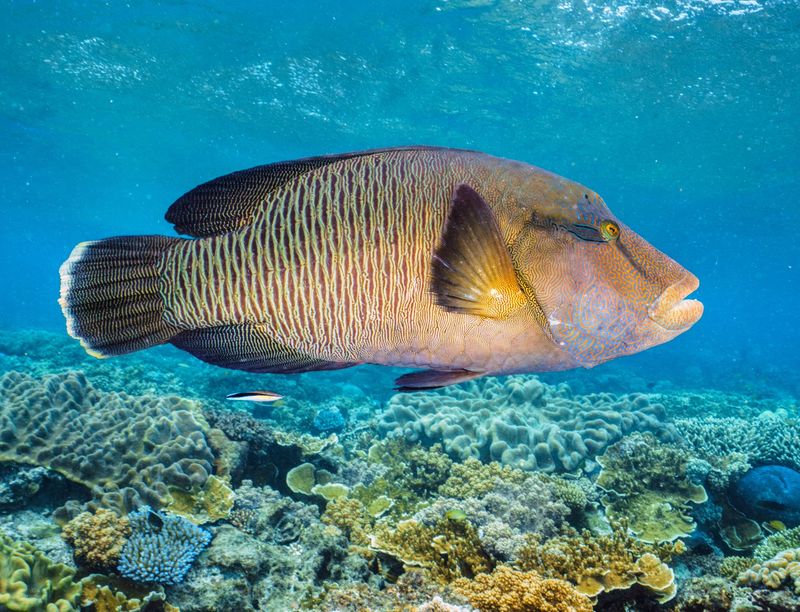 Wrasses Create Underwater Tools