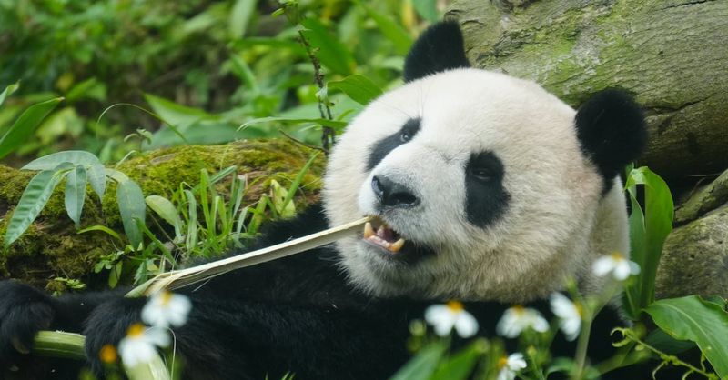 Pandas: Bamboo-Loving Introverts
