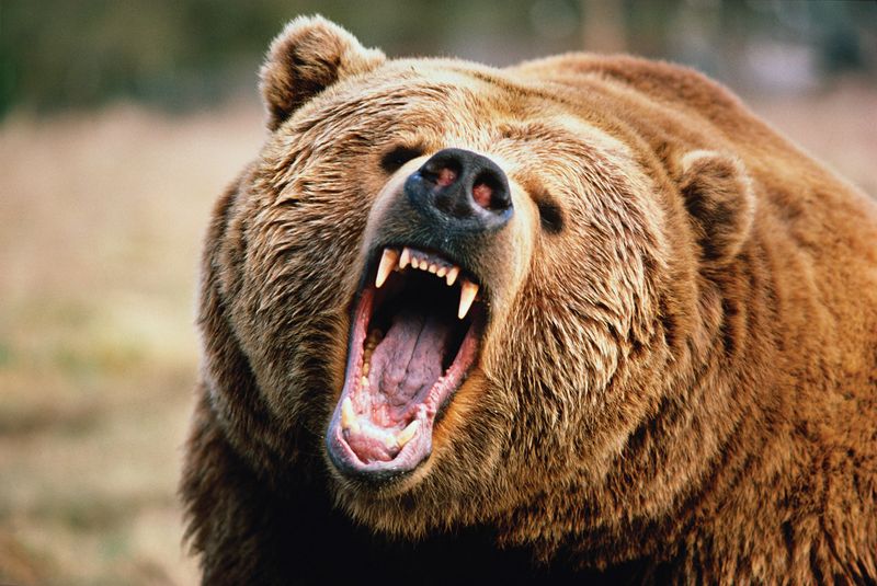 Grizzly Bear – Wilderness Crusher