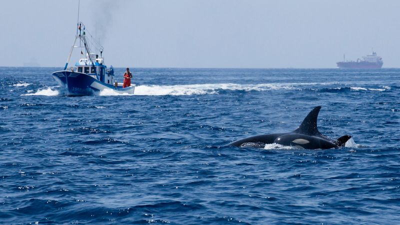 Attacks Have Been Recorded Off The Coast Of Spain