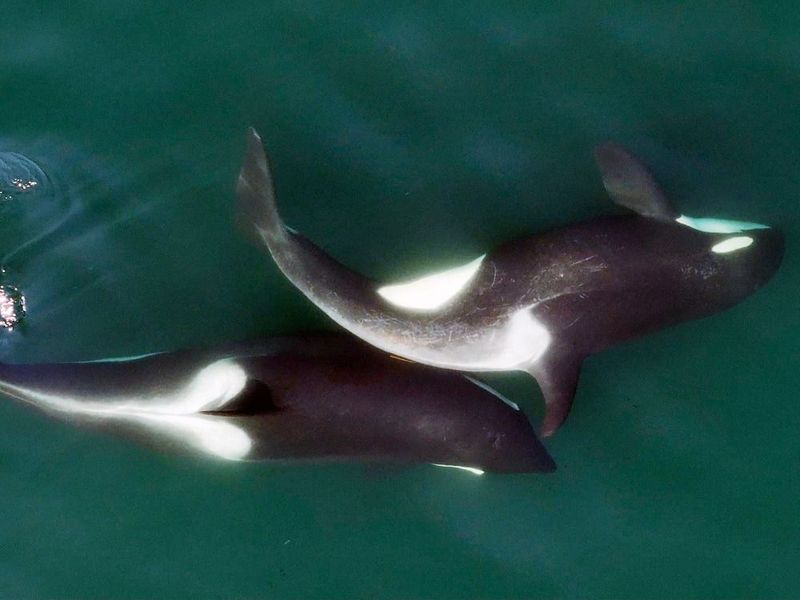 Discovery Of Allokelping Behavior