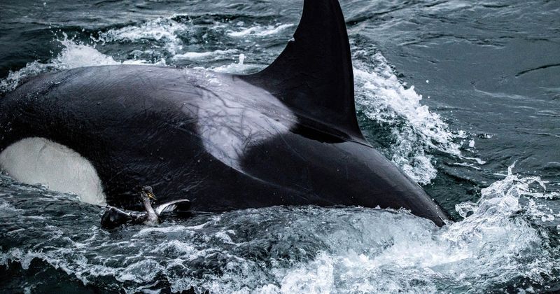 Experts Weigh In: Understanding The Moonwalking Orca's Actions