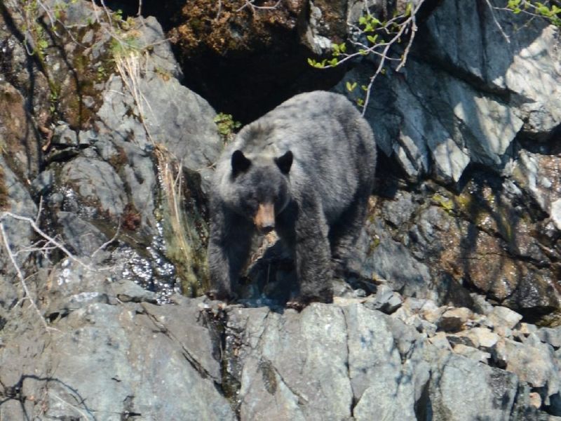 Glacier Bear – The Vanishing Ice-Blue Phantom