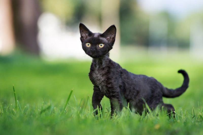 Devon Rex: The Mischievous Elf