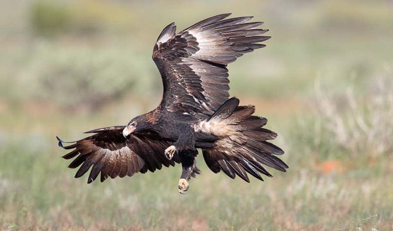 Wedge-tailed Eagle