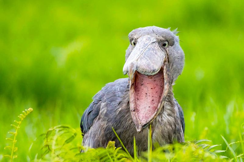 Shoebill Stork – The Bird That Time Forgot