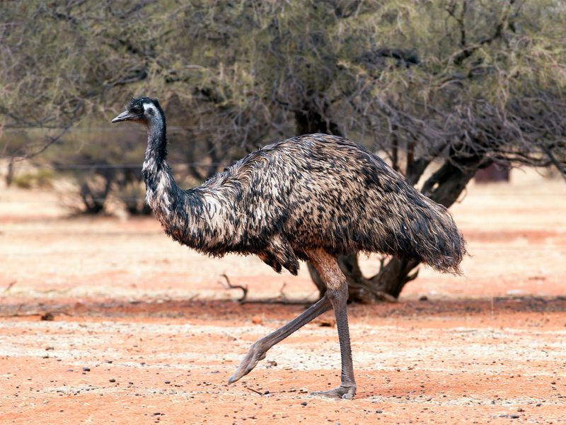 Emu