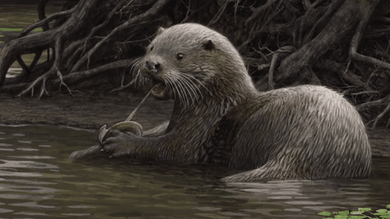 Prehistoric Otter Had A Surprisingly Strong Bite