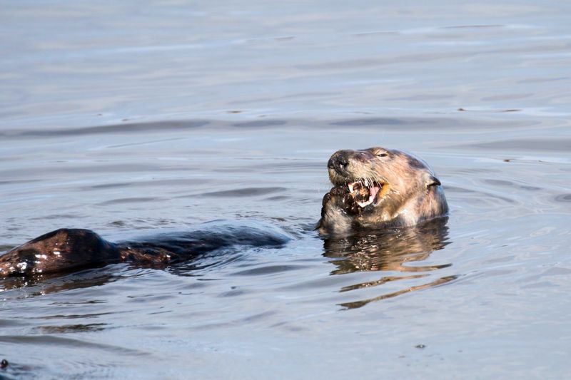 Otter Teeth Are A Subject Of Scientific Study