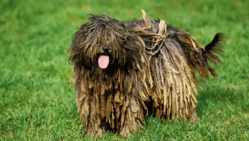 Bergamasco Sheepdog: The Dreadlocked Guardian