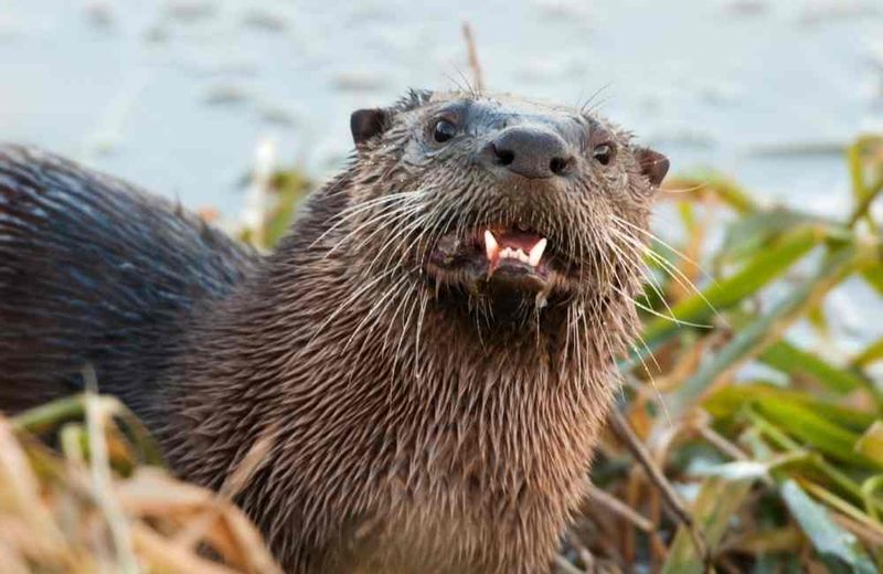 River Otters Have 36 Teeth