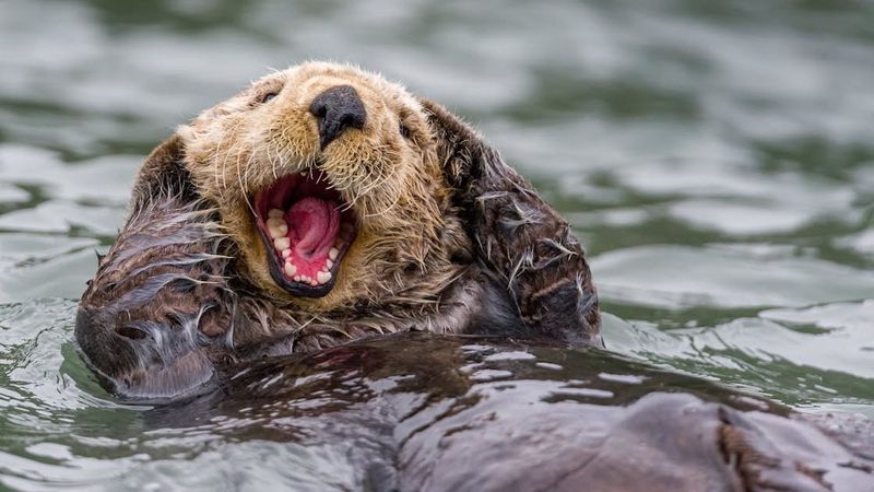 Otter Teeth Are Essential For Ecosystem Balance