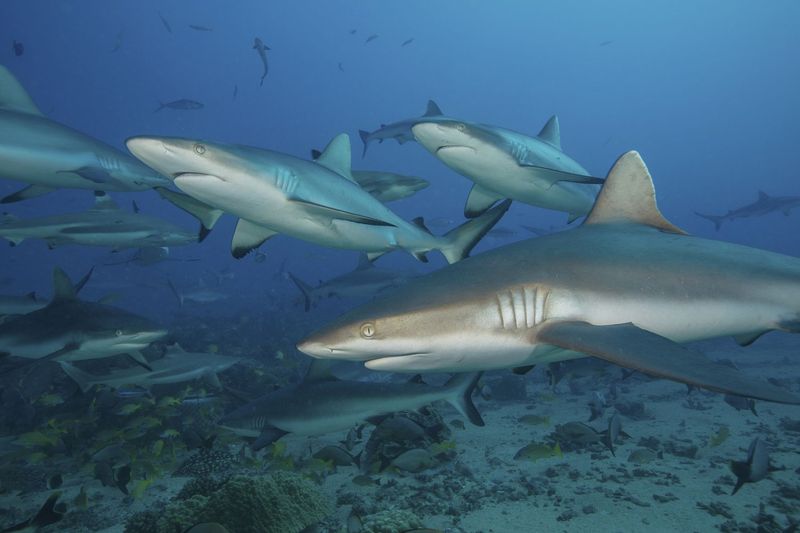 Some Shark Species Are Now Critically Endangered