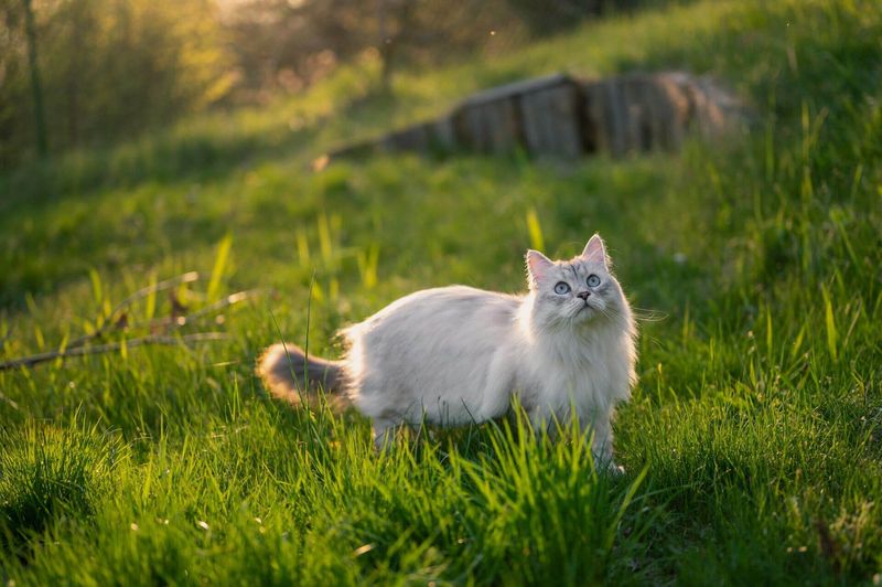 Using Chemical Lawn Treatments Carelessly