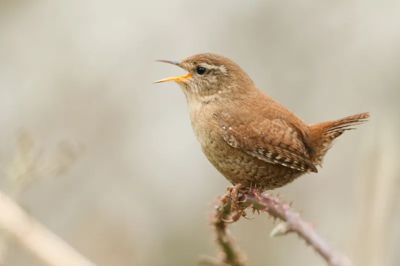 Wren's Mighty Voice In A Tiny Package