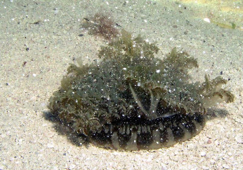 Benthic Jellyfish