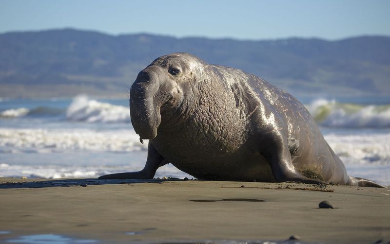 Elephant Seal