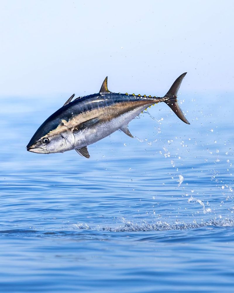 Pacific Bluefin Tuna