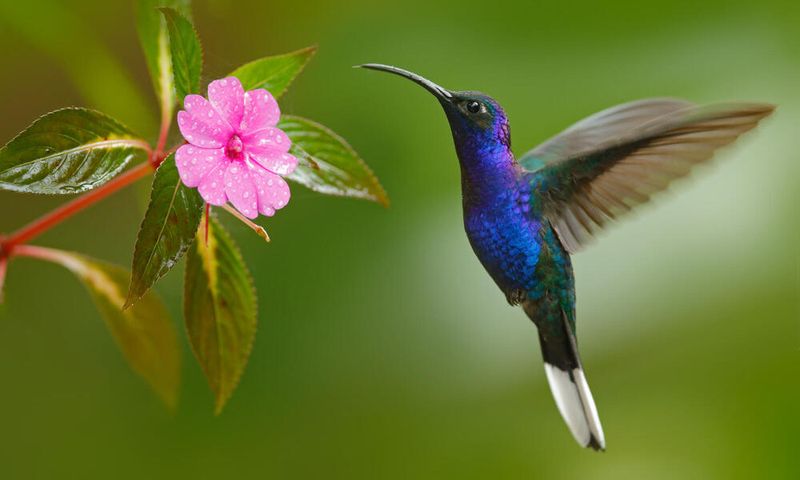 Violet Sabrewing Hummingbird: The Purple Giant