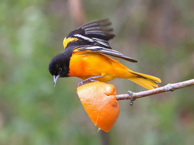 Baltimore Oriole
