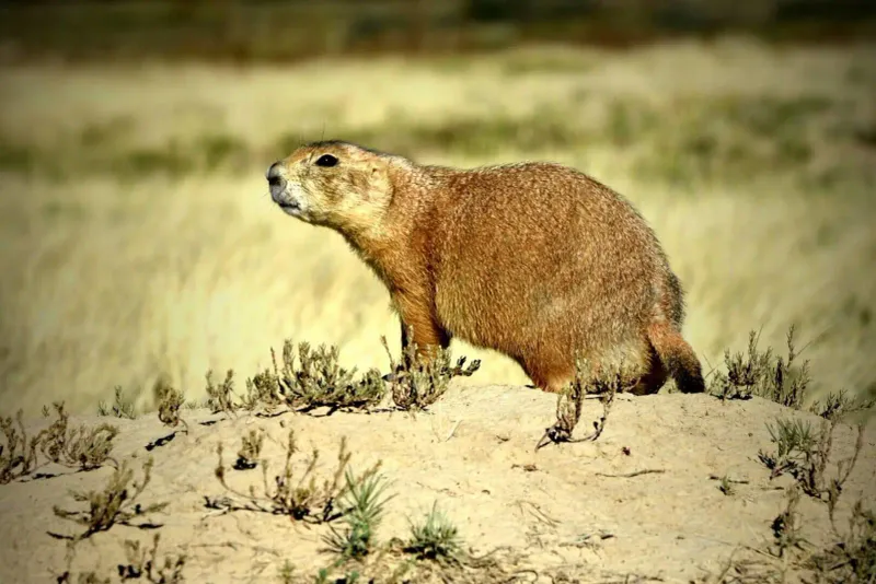 Black-Tailed Prairie Dog (Cynomys ludovicianus)