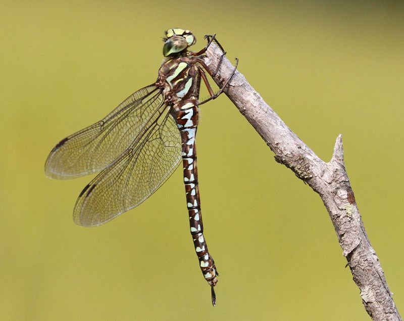 Alaskan Darner Dragonflies