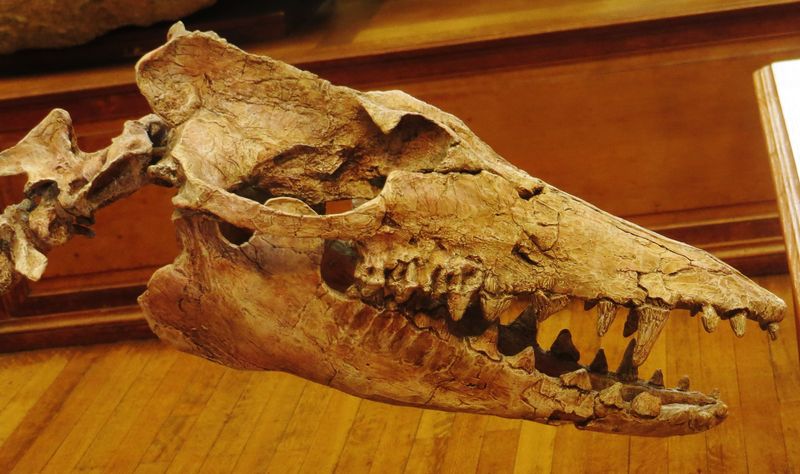 Teeth Of A Meat-Eater