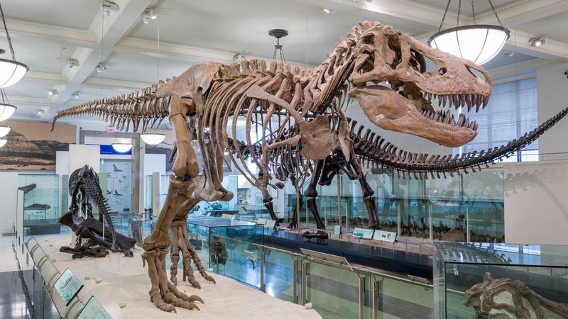Some Researchers Have Long Believed T. Rex Evolved In North America