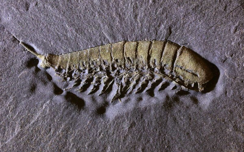 The Discovery Of The Remarkable 450-Million-Year-Old Fossil