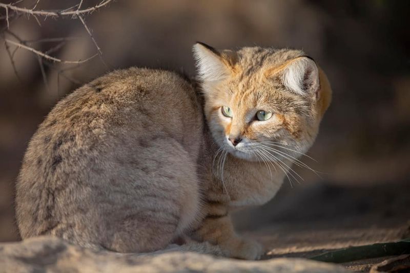 Sand Cats: Desert Specialists