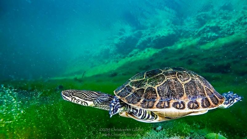 Turtle
