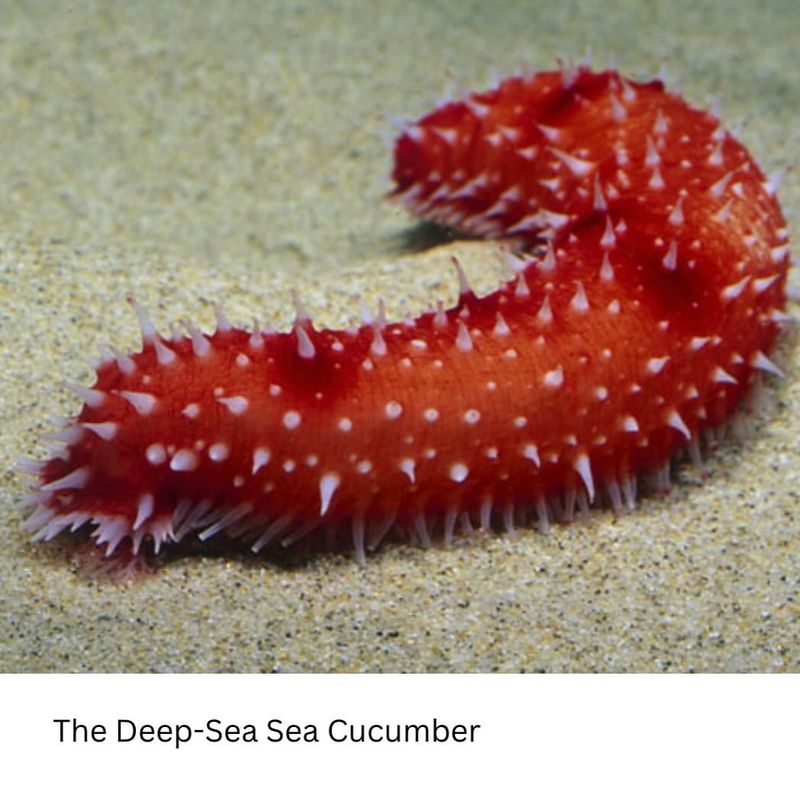 Sea Cucumber