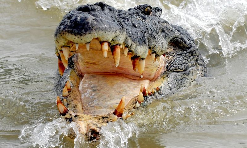 Saltwater Crocodiles: Prehistoric Power Houses