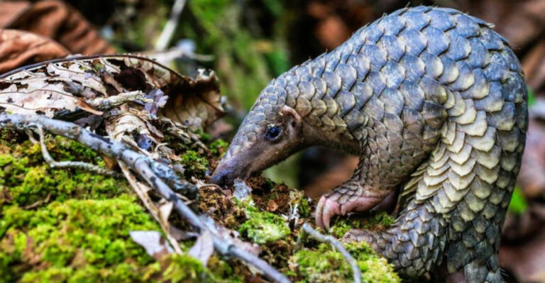 Pangolin Listed As Endangered In The U.S. To Stop Trafficking