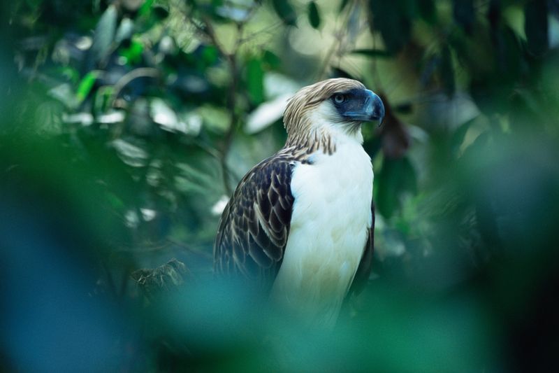 Philippine Eagle