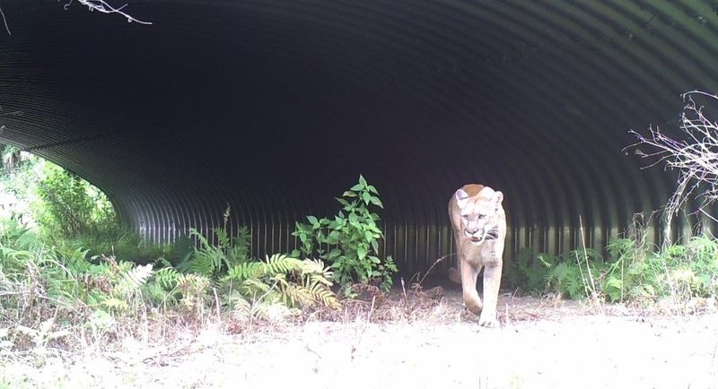 Crossing The Line: Wildlife Corridors That Could Save Them