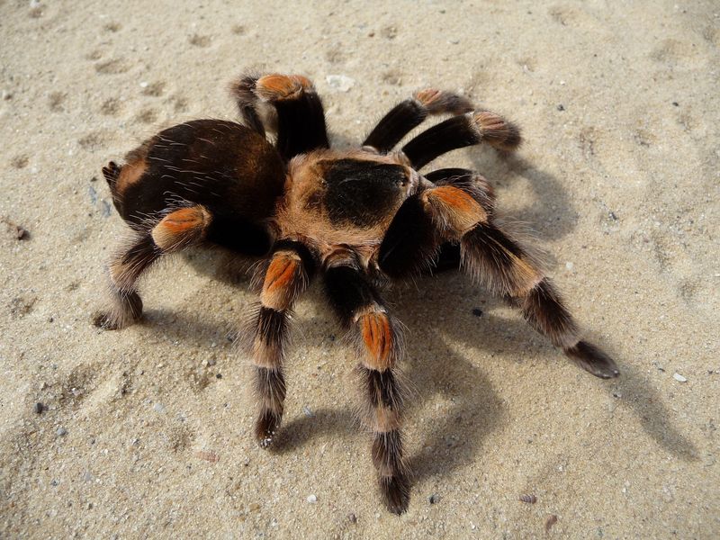 Tarantulas