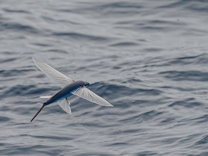 Flying Fish Glide Over 650 Feet Through Air