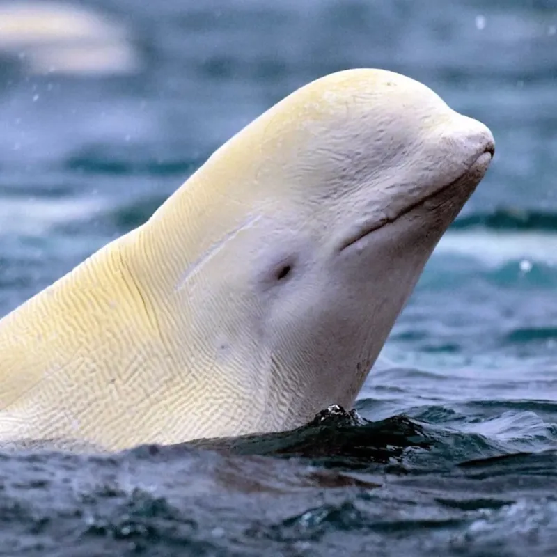 Scientists Aren't Sure If It's True Albinism Or Leucism