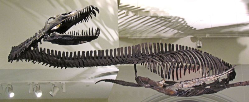 Traskasaura Sandrae Grew To Nearly 12 Meters Long