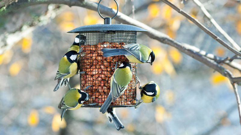 Maintain Year-Round Feeding